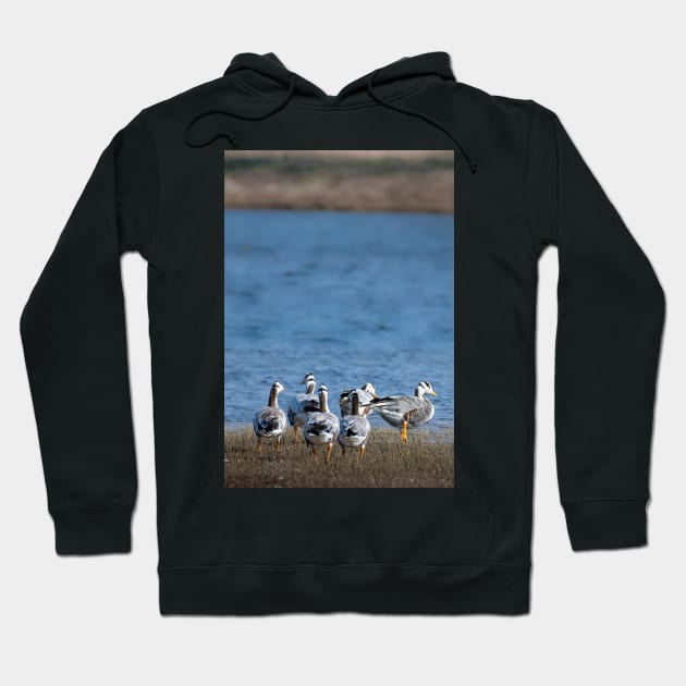 Quacking Currents Hoodie by Dusty wave